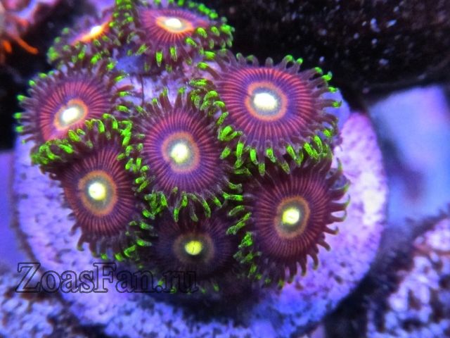 Radiant Reds